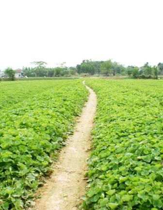 Làng rau má 10 tấn/ngày của Huế vào mùa