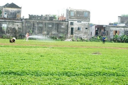 Làng rau má 10 tấn/ngày của Huế vào mùa
