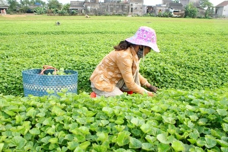 Làng rau má 10 tấn/ngày của Huế vào mùa