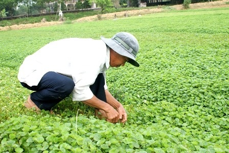 Làng rau má 10 tấn/ngày của Huế vào mùa