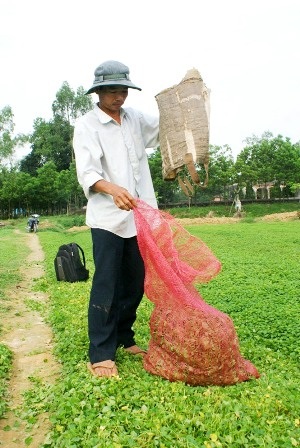 Làng rau má 10 tấn/ngày của Huế vào mùa