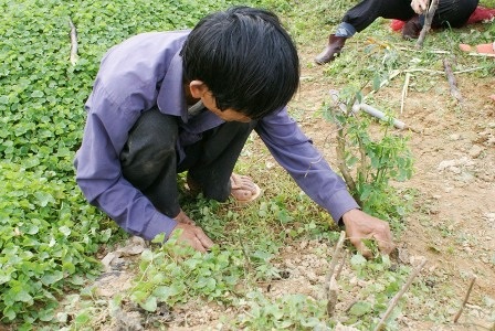 Làng rau má 10 tấn/ngày của Huế vào mùa