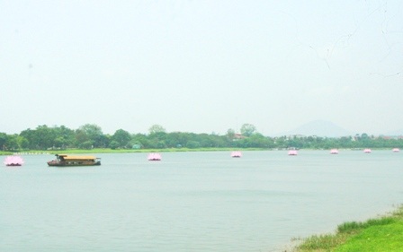 7 đóa sen hồng khổng lồ trên sông Hương