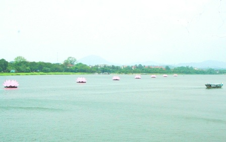 7 đóa sen hồng khổng lồ trên sông Hương