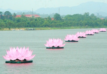 7 đóa sen hồng khổng lồ trên sông Hương