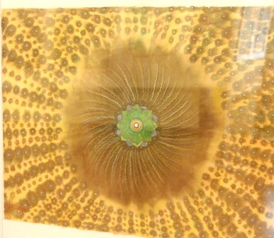 Xem những tác phẩm đậm chất thiền về Sen đầu hạ