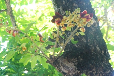 Ngắm 2 cây sala cổ nhất Huế nở hoa đỏ rực trong lễ Phật đản