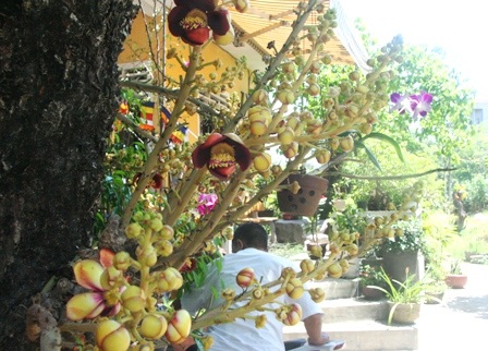 Ngắm 2 cây sala cổ nhất Huế nở hoa đỏ rực trong lễ Phật đản