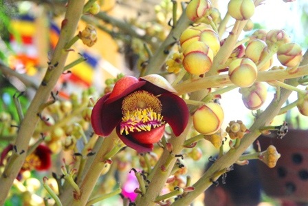 Ngắm 2 cây sala cổ nhất Huế nở hoa đỏ rực trong lễ Phật đản