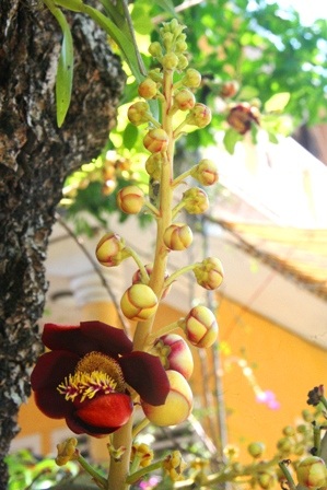 Ngắm 2 cây sala cổ nhất Huế nở hoa đỏ rực trong lễ Phật đản