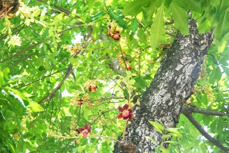 Ngắm 2 cây sala cổ nhất Huế nở hoa đỏ rực trong lễ Phật đản