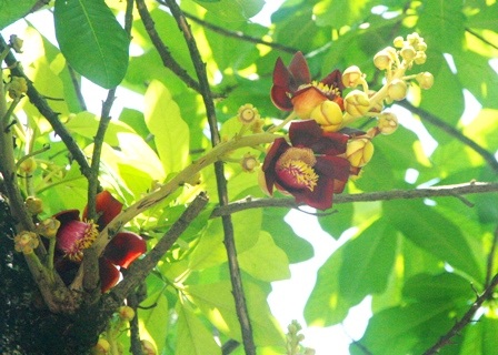 Ngắm 2 cây sala cổ nhất Huế nở hoa đỏ rực trong lễ Phật đản