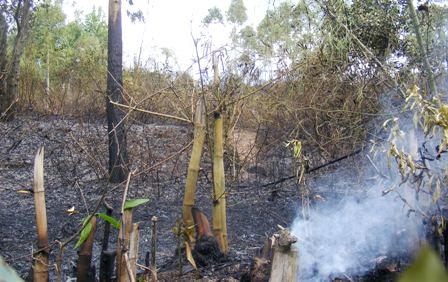 Hiện trường vụ cháy rừng bạch đàn tại TT-Huế chiều 9/8 (Ảnh: Đại Dương)