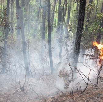 Lửa tại rừng thông vẫn bốc cháy sau gần 4 giờ cháy