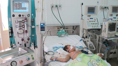 2 cháu bé tử vong do bị ong đốt hàng trăm mũi