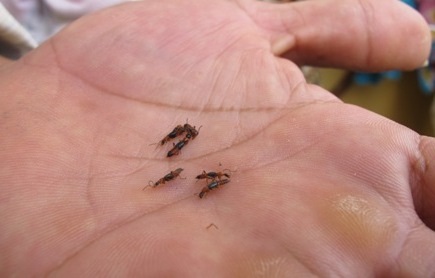 Khu dân cư lo sợ vì nghi “côn trùng lạ” tấn công