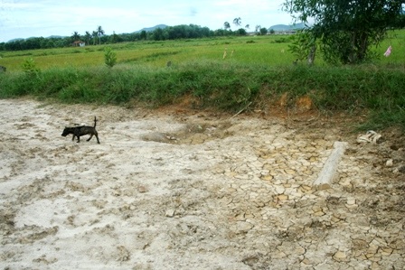 Một ruộng lúa nhỏ đã bị hư hại hoàn toàn không thể canh tác được bởi rác