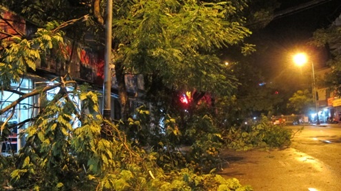 Rất nhiều cành cây to bị gãy trên đường