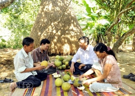Cắt thanh trà ăn ngay trong vườn