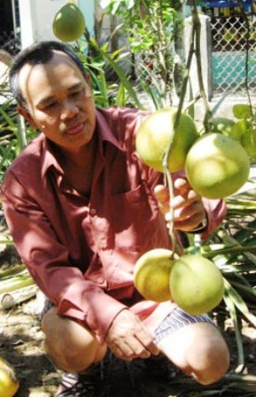 Trong vườn thanh trà một hộ dân ở Thủy Biều