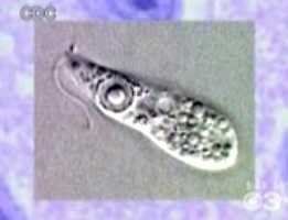 Triệu chứng bệnh lý và cách phòng bệnh Amip “ăn não” - 1 Loại amíp Naegleria fowleri “ăn não người” gây tử vong
