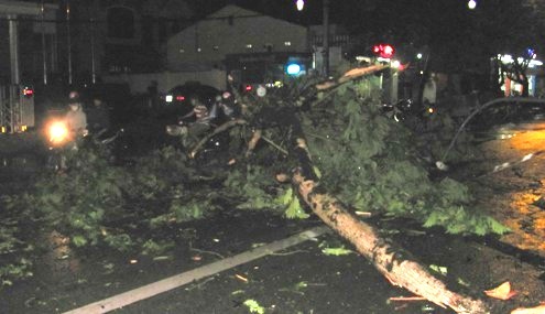 Mưa giông đánh bật gốc nhiều cây xanh trong đêm