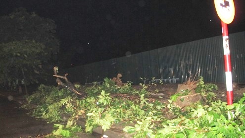 Một cây xanh trên đường Đống Đa, gần ngã sáu Hùng Vương bị đổ bật cả gốc lên.