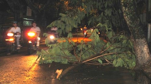 Một cây xanh trên đường Đống Đa, gần ngã sáu Hùng Vương bị đổ bật cả gốc lên.