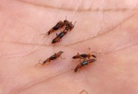 Khu dân cư lo sợ vì nghi “côn trùng lạ” tấn công