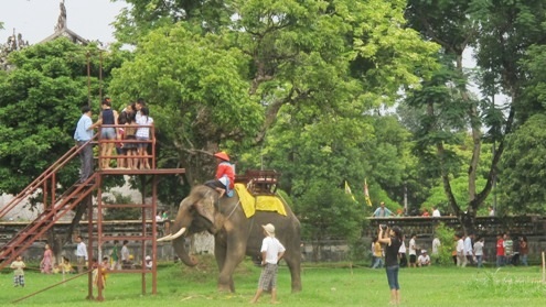 Đùa vui với những chú voi Ngự