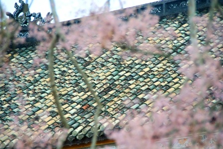 Màu hoa tuyệt đẹp