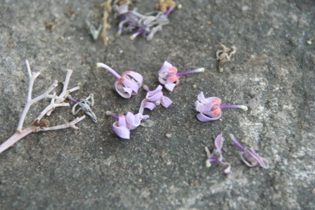 Cận cảnh hoa Ngô đồng