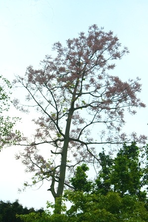 Thân Ngô đồng thẳng tắp