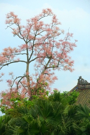 Tỏa bóng cùng đền đài