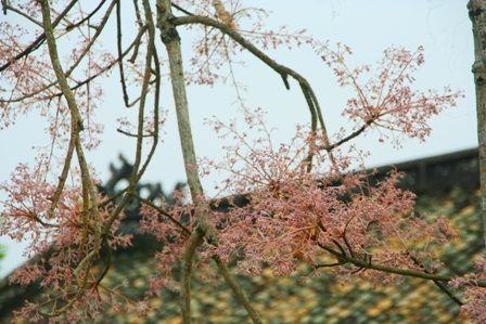 Màu hoa tuyệt đẹp