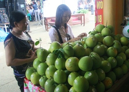 Thủ quỹ HTX chiếm đoạt tiền dự án quả thanh trà Huế