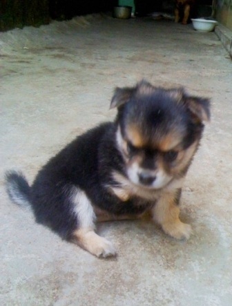 Chú chó ngồi với 1 chân trước bên phải không có