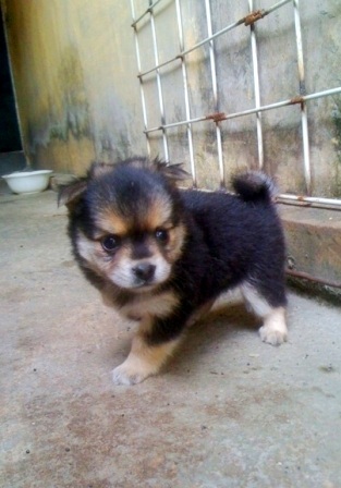 2 bộ phận sinh dục nằm ở 2 chân sau, dưới đuôi