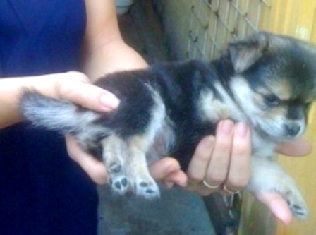 2 bộ phận sinh dục nằm ở 2 chân sau, dưới đuôi