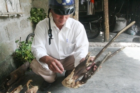 Thực hư khả năng chữa bệnh của cây “trị bách bệnh”