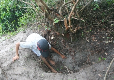 Một hố đào cây bách bệnh