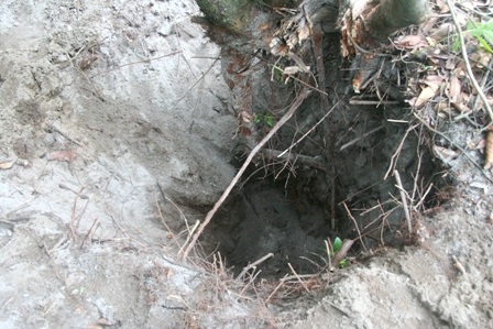 Những hố sâu xuất hiện khắp nơi, ảnh hưởng đến cả môi trường sống của nhiều loài cây khác