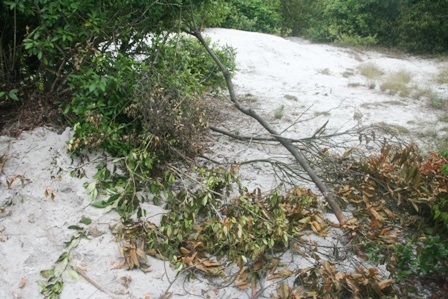 Cành lá cây mật nhân vương vãi