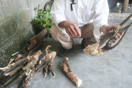 Rễ cây mật nhân