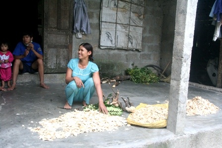 Hàng trăm nhà dân đã vào đào cây về nhà để dành chứ cũng chưa biết bán cho ai
