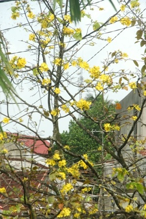 Hoa đầy các cây mai cổ ở Huế