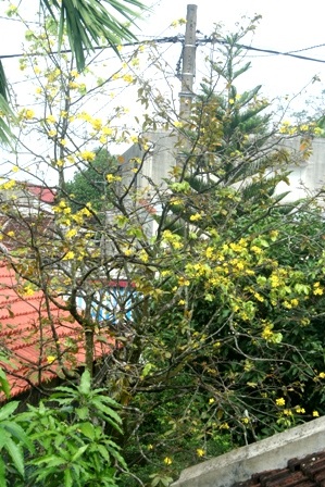 Mai cổ thụ đua nhau nở rộ trước tết 3 tháng