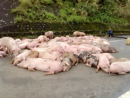 Heo tràn ra đường