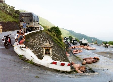 Heo được tập kết vào góc đường nằm chờ xe cẩu lên vị trí cũ