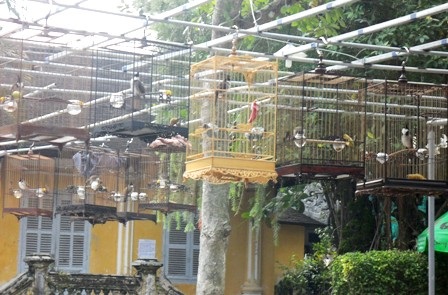 Chim trong các lồng so tài tiếng hót, điệu múa